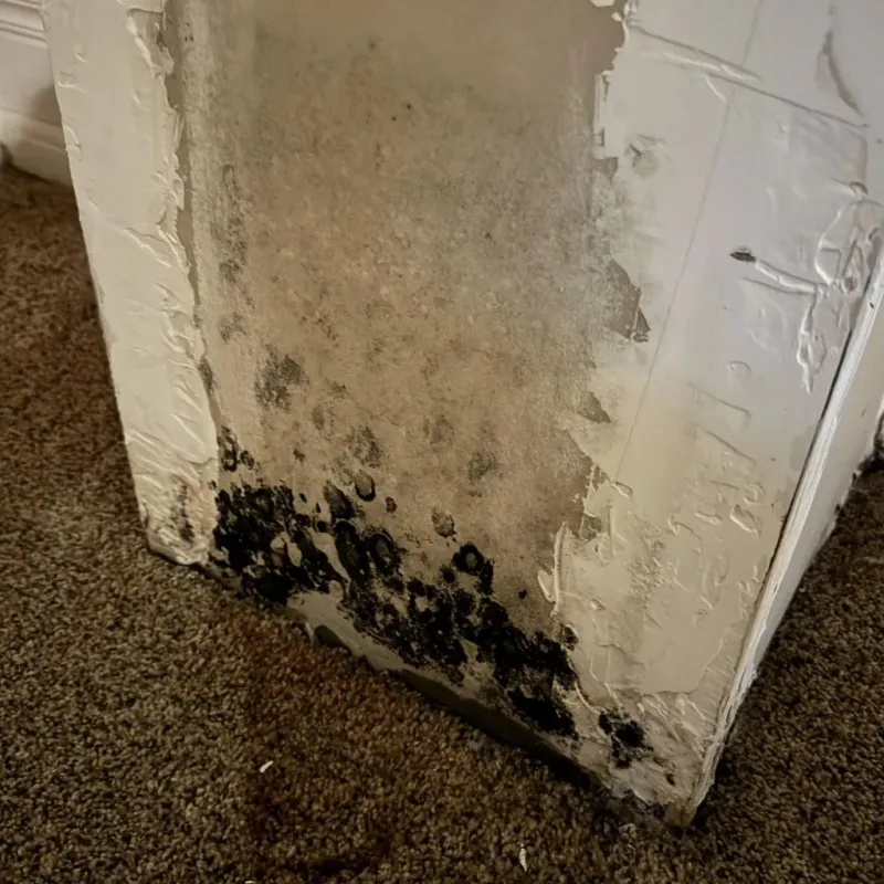 Professional Mold Removal in Newtown, PA